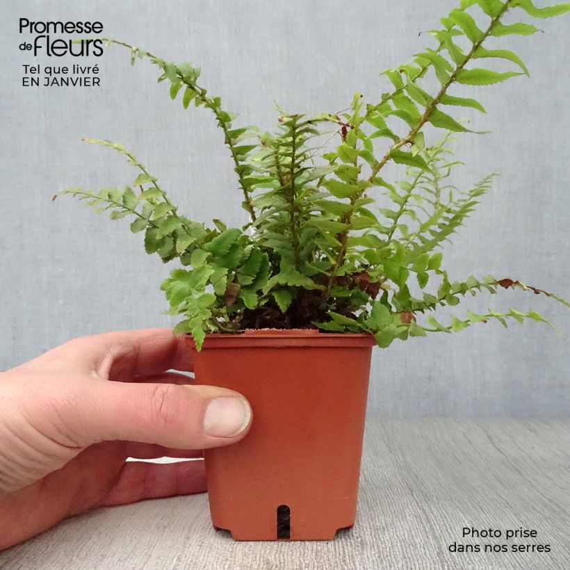 Polystichum munitum Vasetto da 8/9 cm esemplare consegnato in inverno