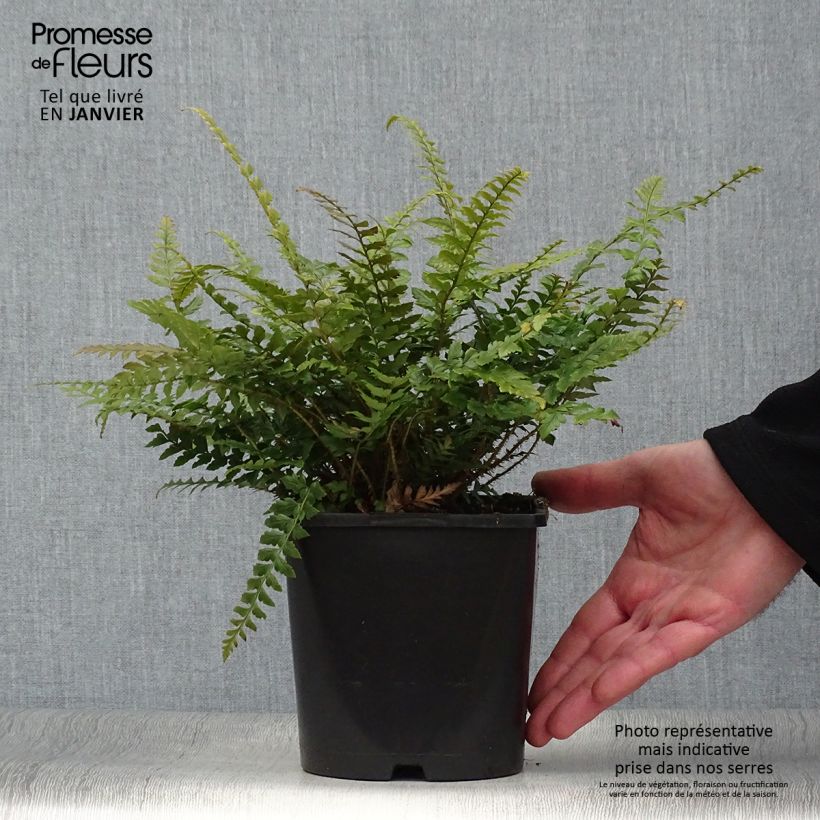 Polystichum neolobatum Vaso da 2L/3L esemplare consegnato in inverno