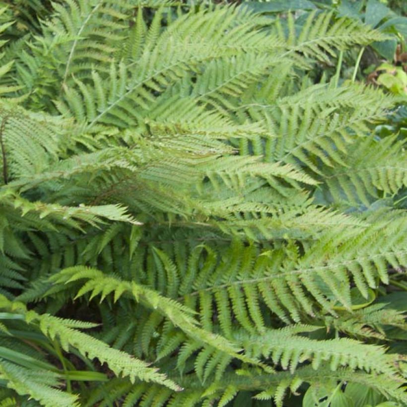 Polystichum polyblepharum (Fogliame)