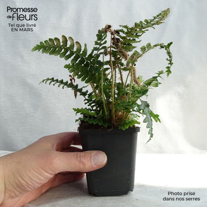Polystichum polyblepharum Vasetto da 8/9 cm esemplare consegnato in inverno
