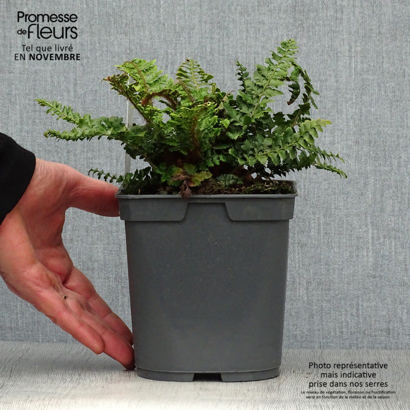 Esemplare di Polystichum polyblepharum Vaso da 2L/3L come consegnato in autunno