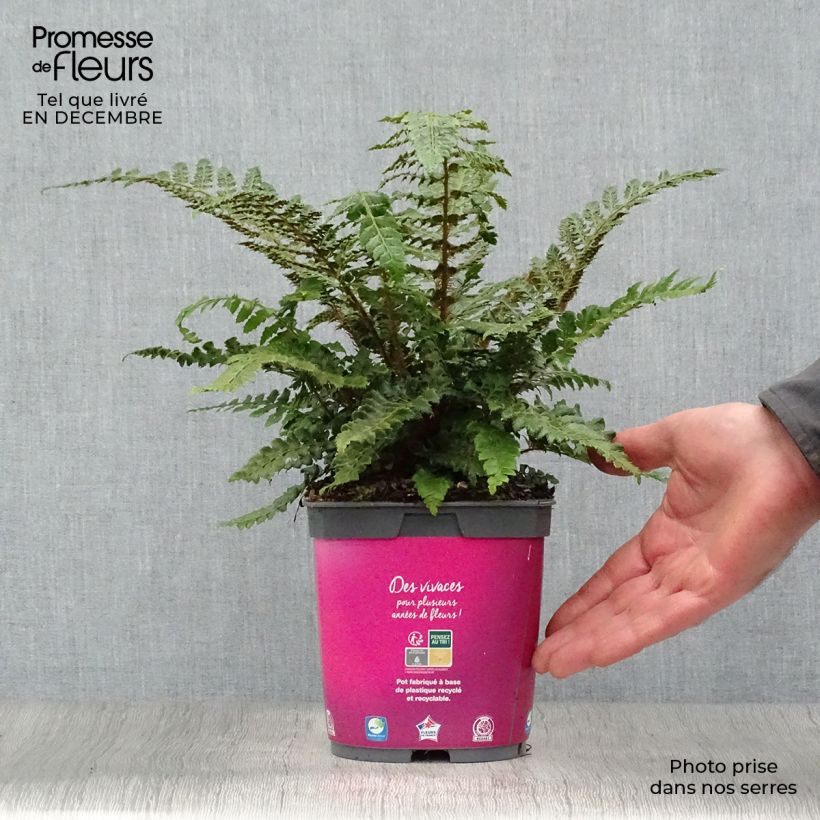 Polystichum polyblepharum Vaso da 2L/3L esemplare consegnato in inverno