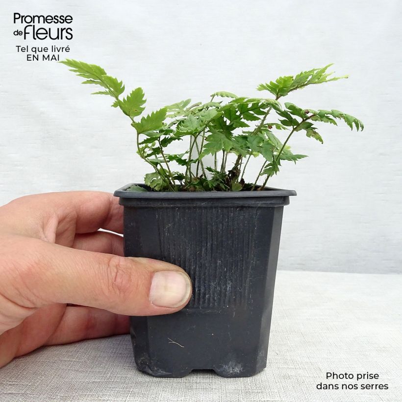 Polystichum rigens Vasetto da 8/9 cm esemplare consegnato in primavera