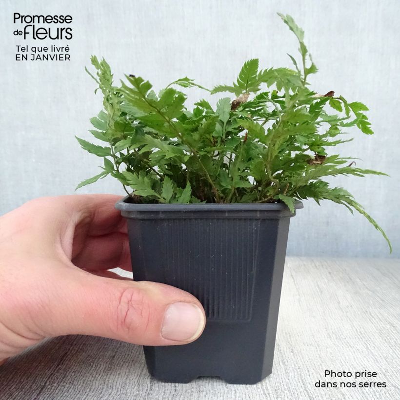 Polystichum rigens Vasetto da 8/9 cm esemplare consegnato in inverno