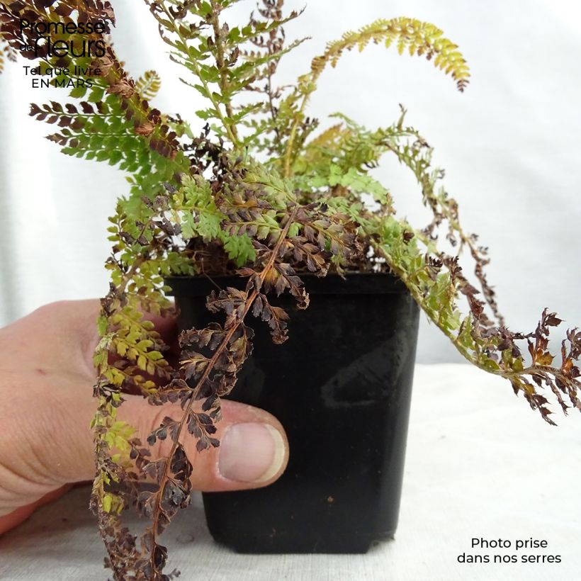 Polystichum setiferum Densum - Felce setifera Vasetto da 8/9 cm esemplare consegnato in primavera