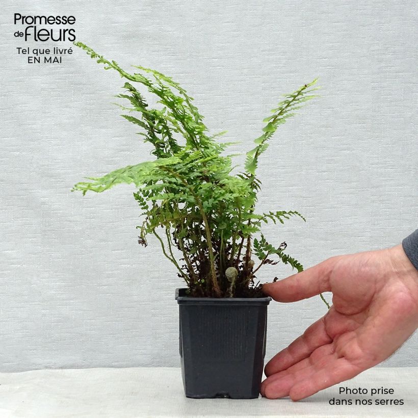 Polystichum setiferum - Felce setifera Vasetto da 8/9 cm esemplare consegnato in primavera