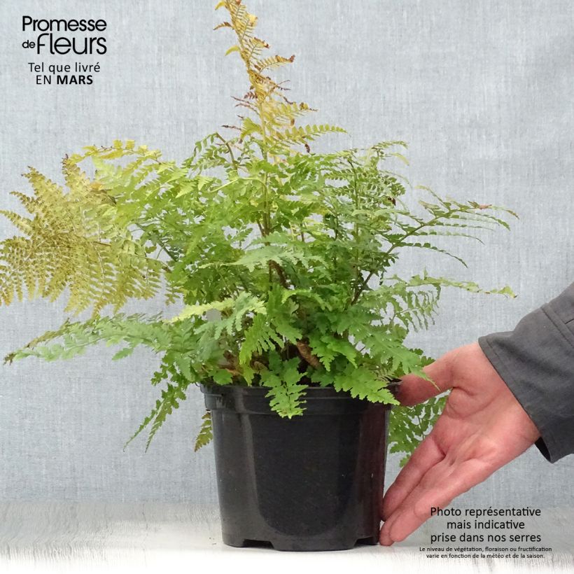 Polystichum setiferum - Felce setifera Vaso da 2L/3L esemplare consegnato in primavera
