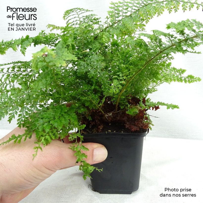 Polystichum setiferum Plumosum Densum - Felce setifera Vasetto da 8/9 cm esemplare consegnato in inverno