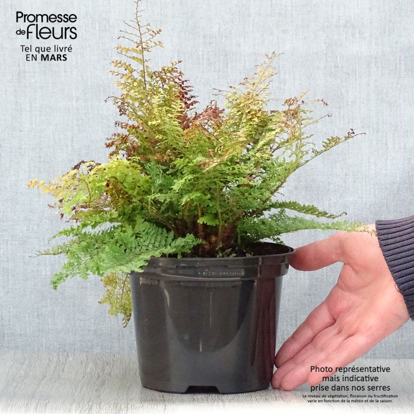 Polystichum setiferum Plumosum Densum - Felce setifera Vaso da 2L/3L esemplare consegnato in primavera