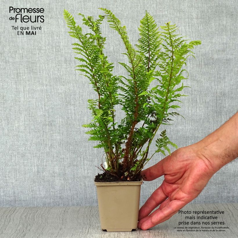Polystichum setiferum Proliferum - Felce setifera Vasetto da 8/9 cm esemplare consegnato in primavera