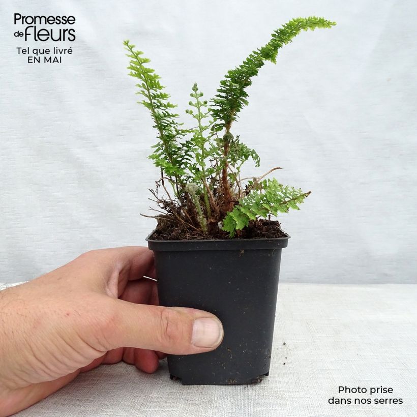 Polystichum tsus-simense Vasetto da 8/9 cm esemplare consegnato in primavera