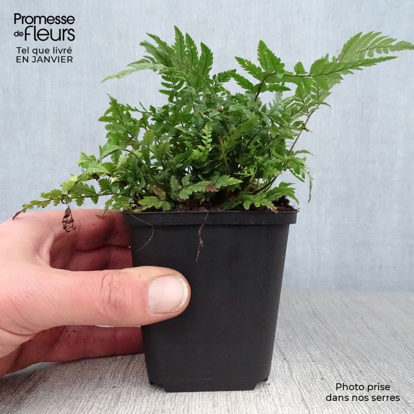 Polystichum tsus-simense Vasetto da 8/9 cm esemplare consegnato in inverno