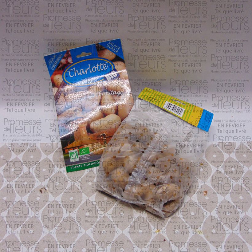 Esempio di esemplare Patata Charlotte Bio sacco da 25 piante taglia 25/40 mm come consegnato