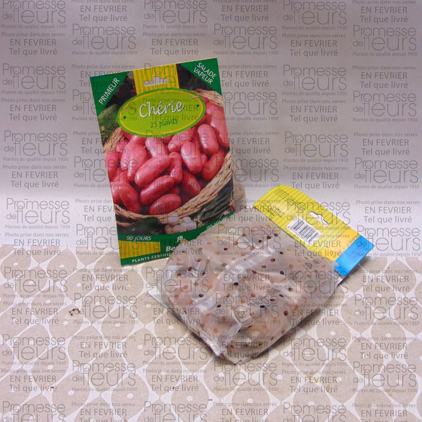 Esempio di esemplare Patata Cherie sacco da 25 piante taglia 25/32 mm come consegnato