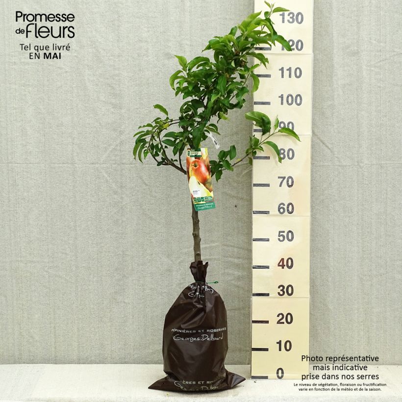 Melo Delbarestivale Zolla 'Pronta da piantare', Vasetto esemplare consegnato in primavera