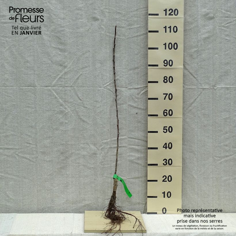 Melo Grand Alexandre Piante grandi a radice nuda, Astone esemplare consegnato in inverno