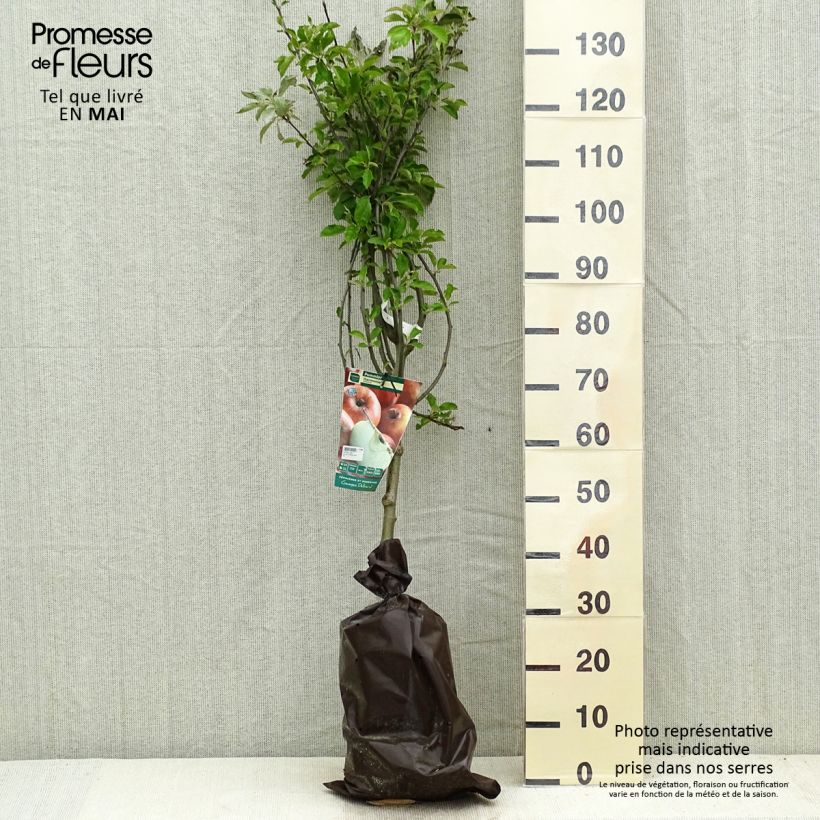 Melo Harmonie Zolla 'Pronta da piantare', Vasetto esemplare consegnato in primavera