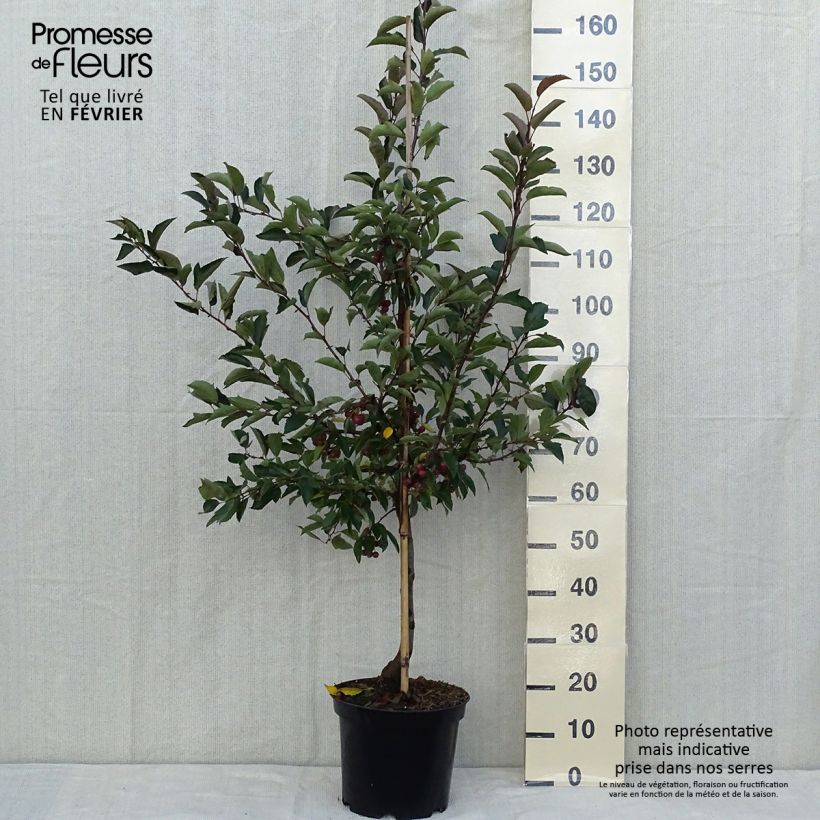 Esemplare di Malus Diable Rouge - Melo da fiore Vaso da 7,5L/10L come consegnato in autunno