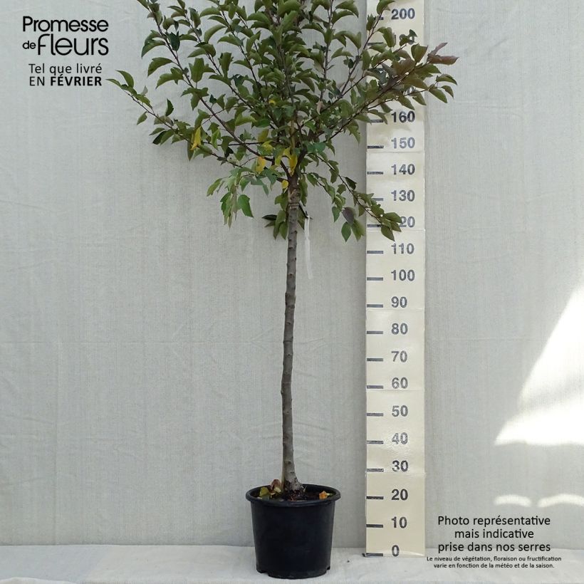 Esemplare di Malus Diable Rouge - Melo da fiore Vaso da 12L/15L come consegnato in autunno