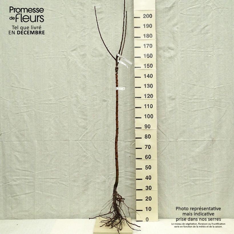 Melo Rambour d'Hiver Piante grandi a radice nuda, Vaso impalcato medio esemplare consegnato in inverno