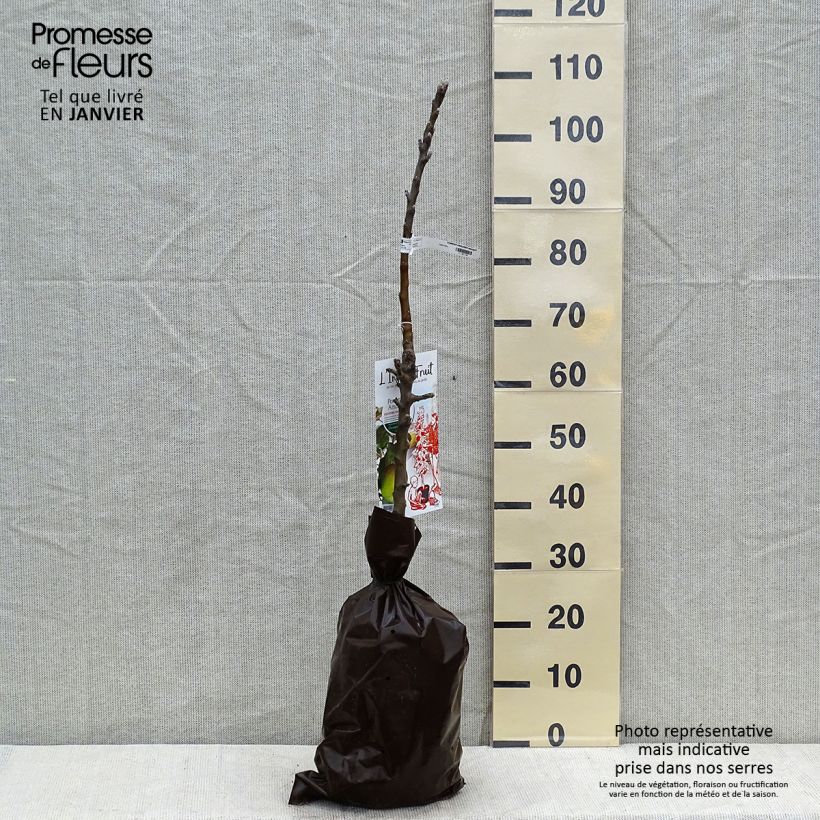 Melo colonnare Amboise Delcogra Zolla 'Pronta da piantare', Colonnare esemplare consegnato in inverno