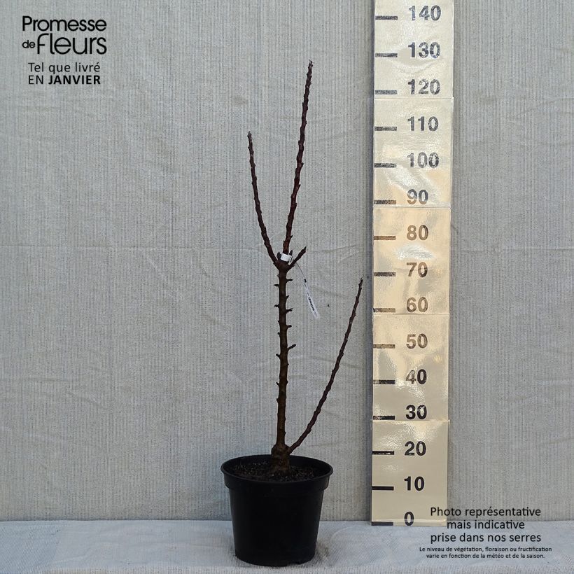 Melo colonnare Ballerina Polka Vaso da 7,5L/10L, Colonnare esemplare consegnato in inverno