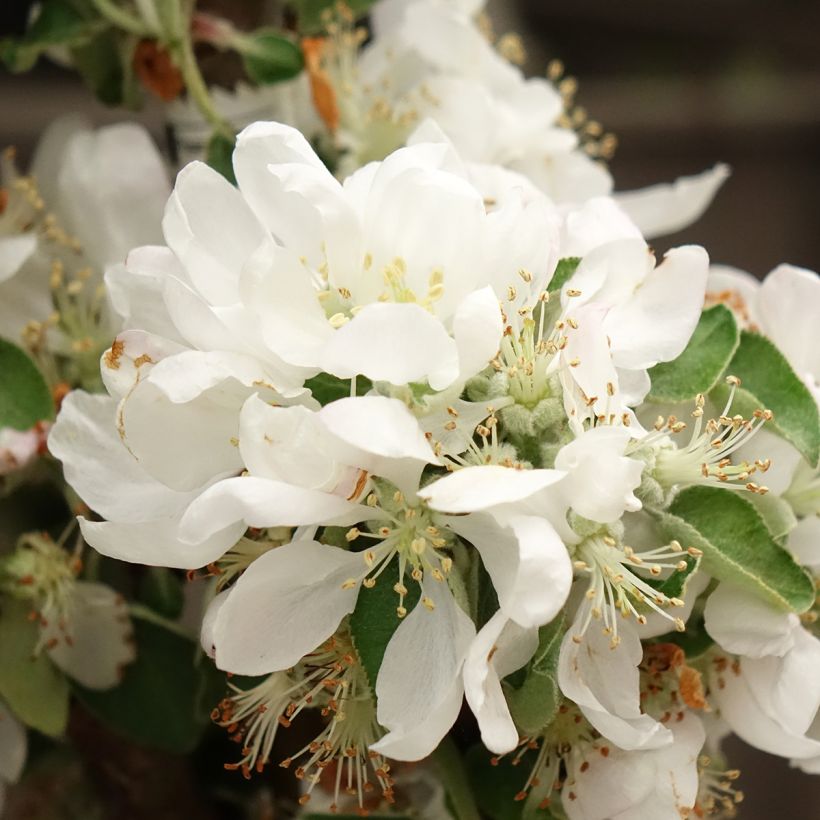 Melo colonnare Villandry Delcoti (Fioritura)