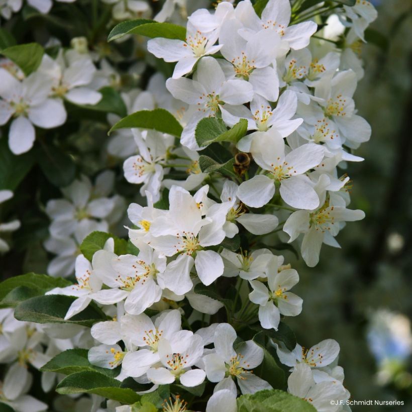 Malus Ivory Spear - Melo da fiore (Fioritura)