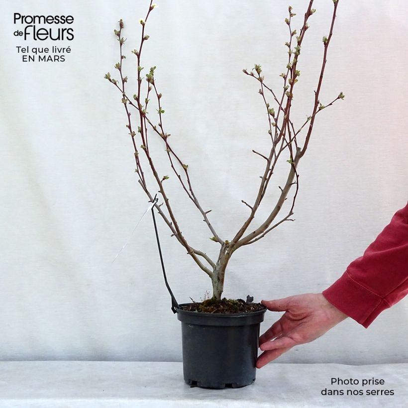 Malus Evereste 'Perpetu' - Melo da fiore Vaso da 3L/4L esemplare consegnato in inverno