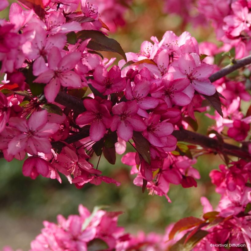 Malus Royal  Raindrops - Melo da fiore (Fioritura)