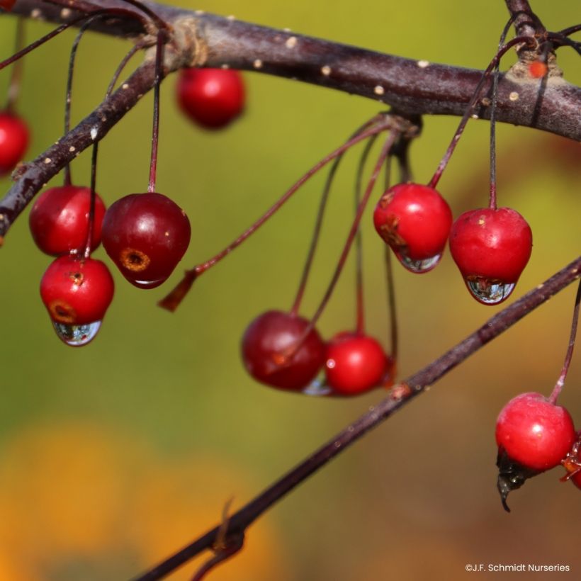 Malus Royal  Raindrops - Melo da fiore (Raccolta)