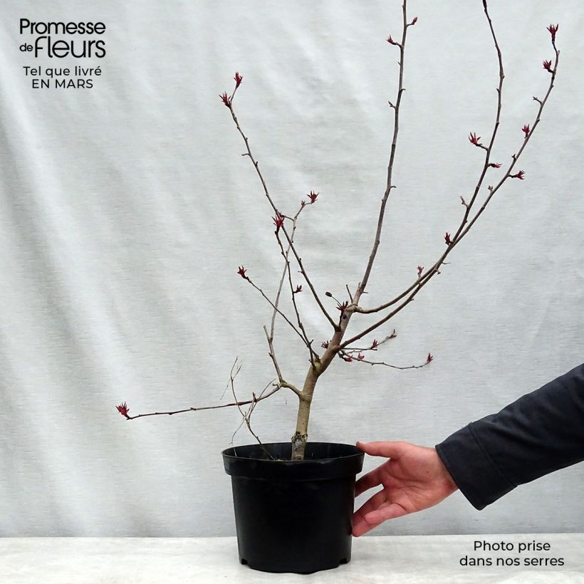 Malus Rudolph - Melo da fiore Vaso da 4L/5L esemplare consegnato in primavera
