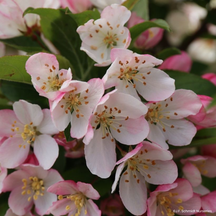 Malus JFS Sparkling Sprite - Melo da fiore (Fioritura)