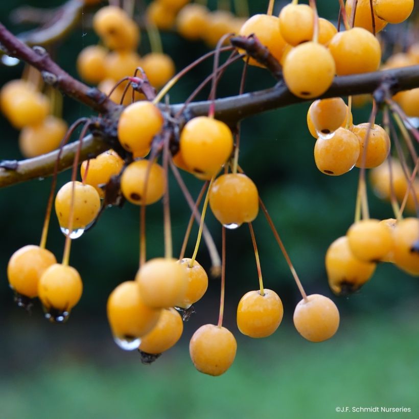 Malus JFS Sparkling Sprite - Melo da fiore (Raccolta)