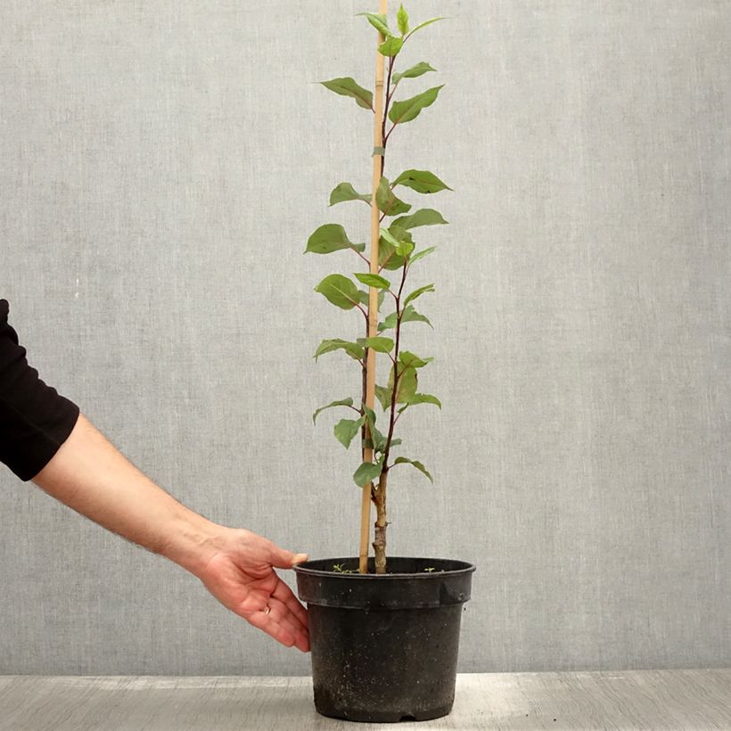 Esemplare di Malus x micromalus - Melo da fiore Vaso da 4L/5L come consegnato in autunno