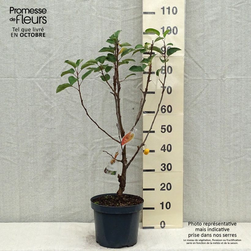 Esemplare di Malus Golden Hornet - Melo da fiore Vaso da 6L/7L come consegnato in autunno
