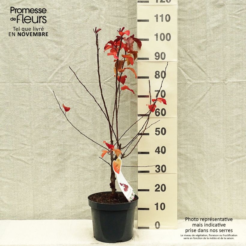 Esemplare di Malus Liset - Melo da fiore Vaso da 7,5L/10L come consegnato in autunno
