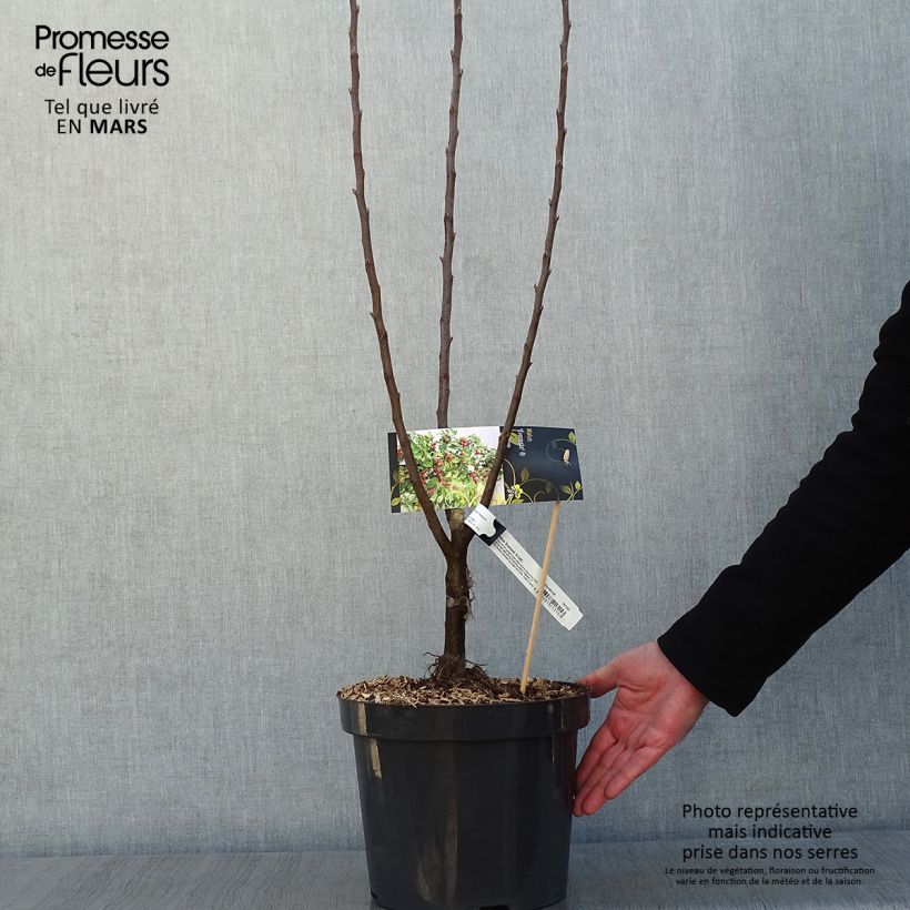 Malus Evereste 'Perpetu' - Melo da fiore Vaso da 7,5L/10L esemplare consegnato in inverno