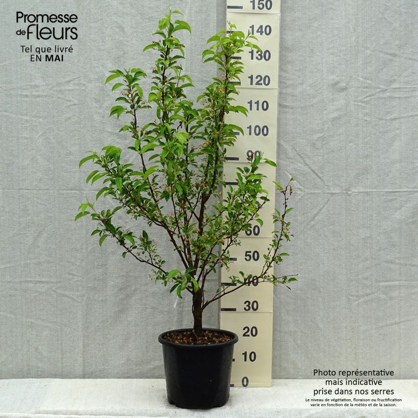 Malus Red Jewel - Melo da fiore Vaso da 7,5L/10L, Fuso esemplare consegnato in primavera
