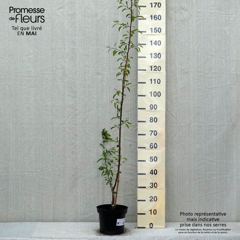 Malus toringo Brouwers Beauty - Melo da fiore Vaso da 4L/5L esemplare consegnato in primavera