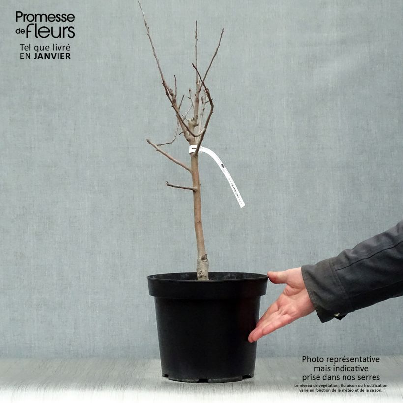 Melo nano Garden Sun Red Vaso da 6L/7L, Nano esemplare consegnato in inverno