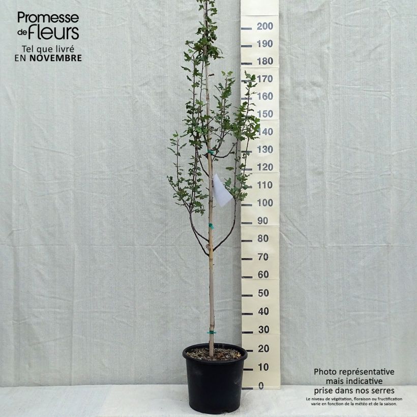 Esemplare di Malus trilobata - Melo da fiore Vaso da 12L/15L come consegnato in autunno