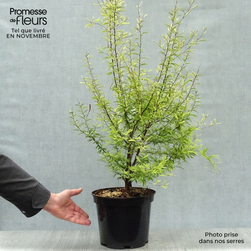 Esemplare di Calliandra surinamensis Vaso da 7,5L/10L come consegnato in autunno