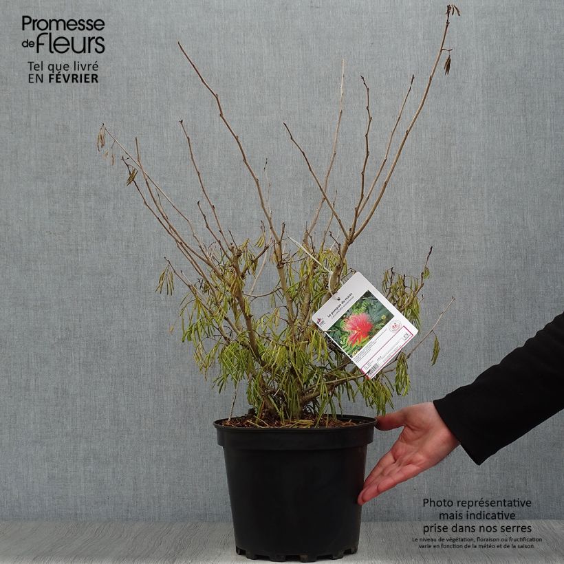 Calliandra surinamensis Vaso da 7,5L/10L esemplare consegnato in inverno