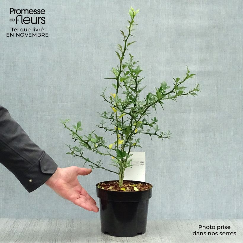 Esemplare di Poncirus trifoliata - Arancio trifogliato Vaso da 3L/4L come consegnato in autunno
