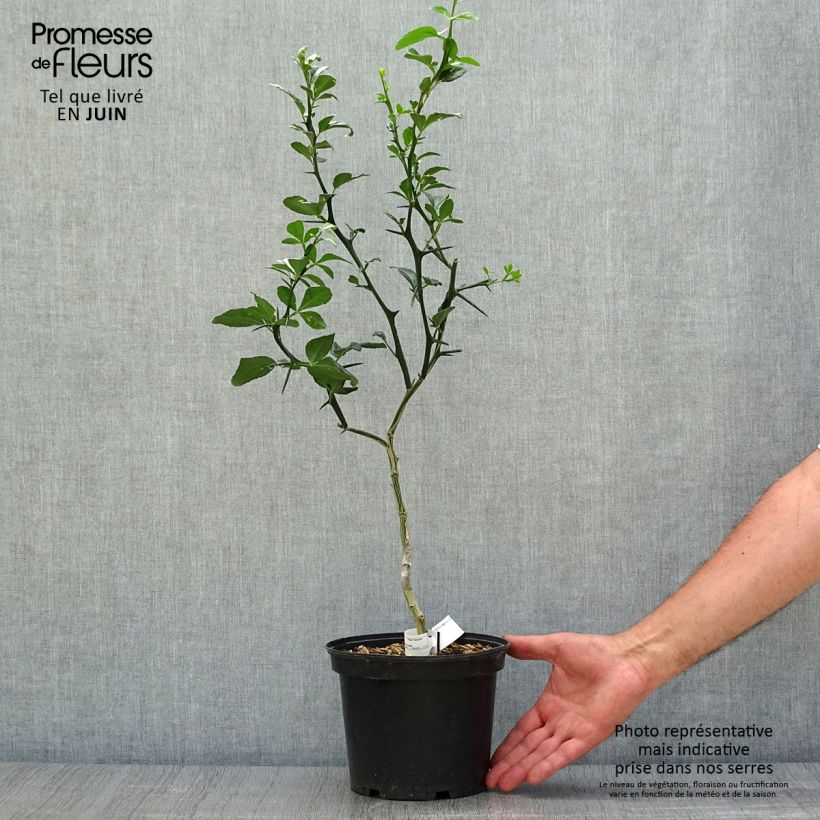 Esemplare di Poncirus trifoliata - Arancio trifogliato Vaso da 3L/4L consegnato in estate