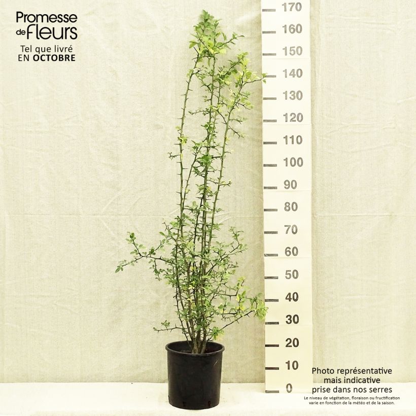 Esemplare di Poncirus trifoliata - Arancio trifogliato Vaso da 7,5L/10L come consegnato in autunno