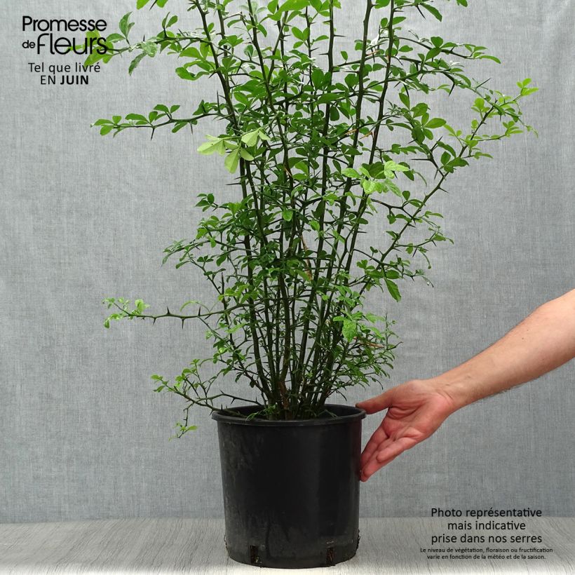 Esemplare di Poncirus trifoliata - Arancio trifogliato Vaso da 7,5L/10L consegnato in estate