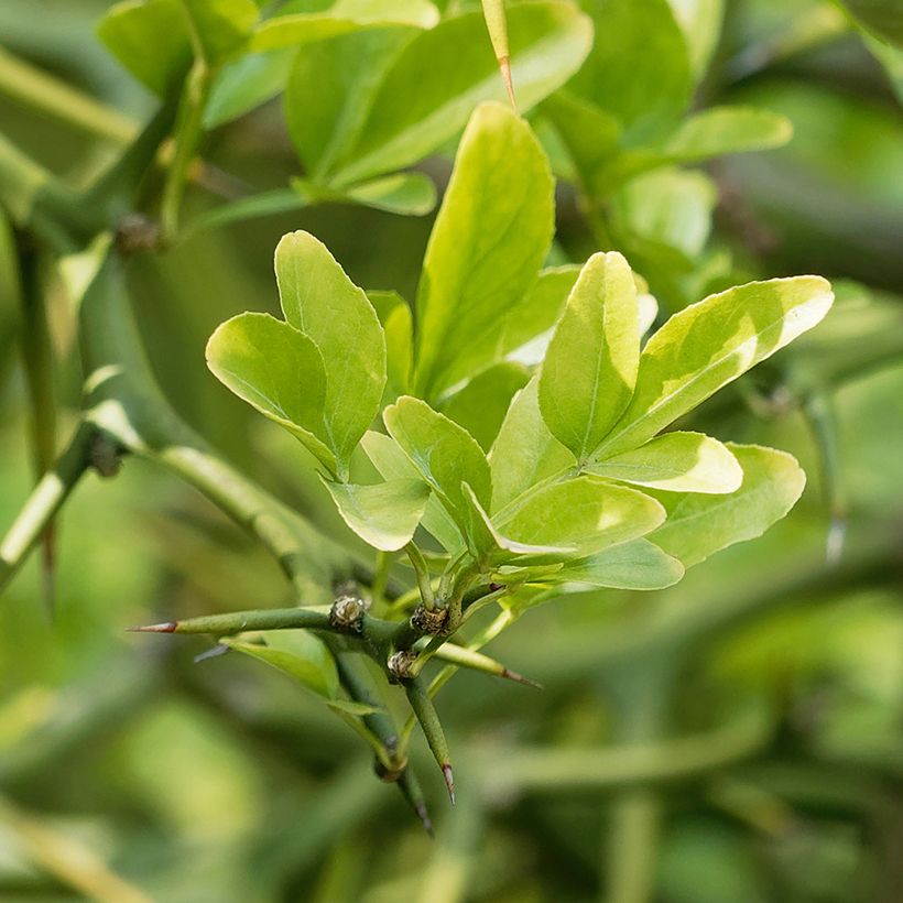 Poncirus trifoliata Flying Dragon - Arancio trifogliato (Fogliame)
