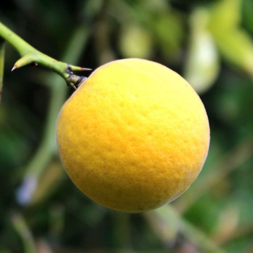 Poncirus trifoliata Flying Dragon - Arancio trifogliato (Raccolta)